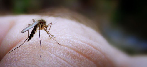 Se puede combatir a los mosquitos con borra de café