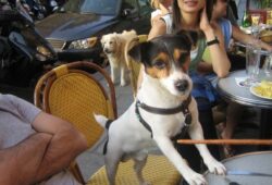 cafeterias que permiten mascotas