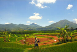 cafe de java indonesia