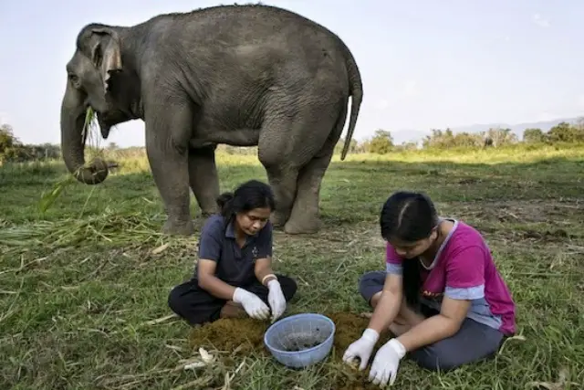 son las mujeres de los guías de elefantes quienes extraen los granos