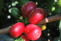 Café Geisha, variedad de Japón cultivada en Panamá