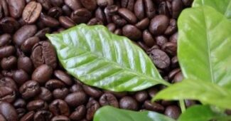 Infusión con las hojas de café