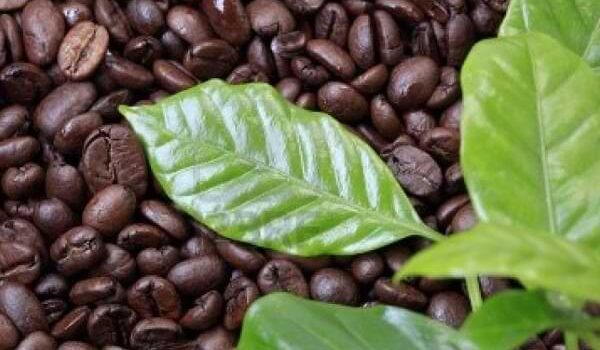 Infusión con las hojas de café